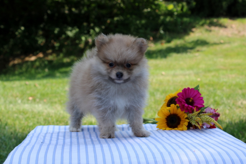 puppy, for, sale, Pomeranian, Matthew B. Stoltzfus, dog, breeder, Gap, PA, dog-breeder, puppy-for-sale, forsale, nearby, find, puppyfind, locator, puppylocator, aca